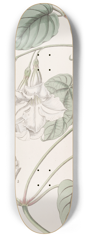 Sydenham Edwards - Sweet-scented Mandevilla 8.25 inch art skate deck