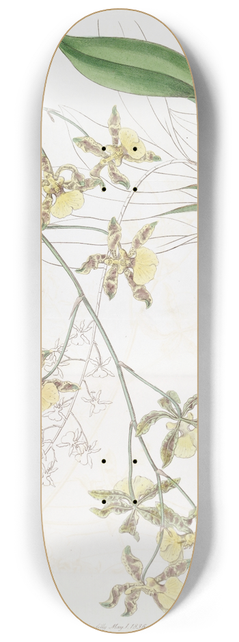 Sydenham Edwards - Tallest Oncidium 8.25 inch art skate deck