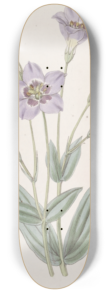Sydenham Edwards - Tall Eustoma 8.25 inch art skate deck