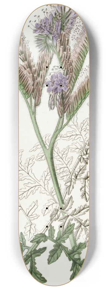 Sydenham Edwards - Tansy-leaved Phacelia 8.25 inch art skate deck