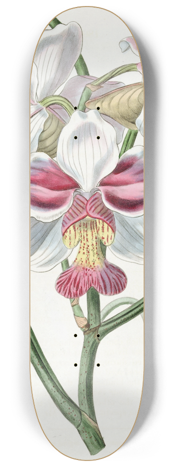 Sydenham Edwards - Taper-leaved Vanda 8.25 inch art skate deck