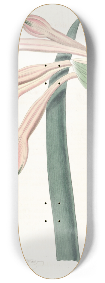 Sydenham Edwards - Tawny Coburgia 8.25 inch art skate deck