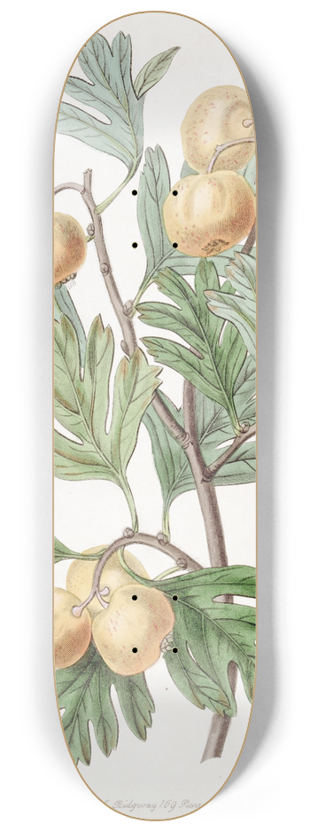 Sydenham Edwards - The Aronia Thorn 8.25 inch art skate deck