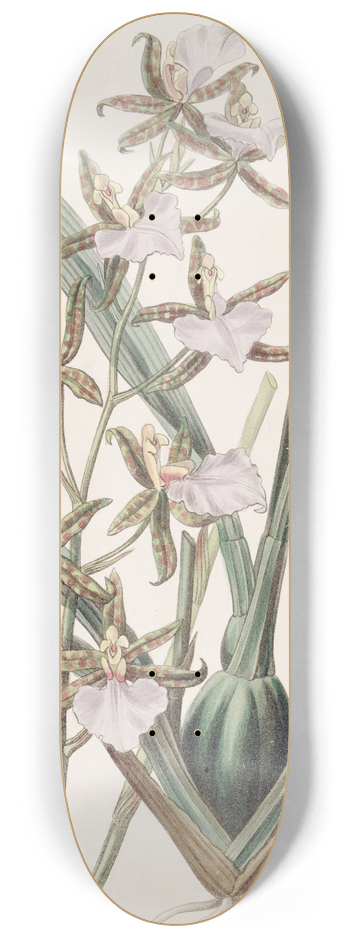 Sydenham Edwards - The Bicton Tooth-tongue 8.25 inch art skate deck