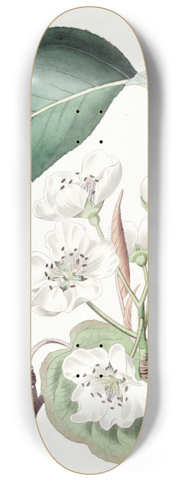 Sydenham Edwards - The Chinese Pear 8.25 inch art skate deck