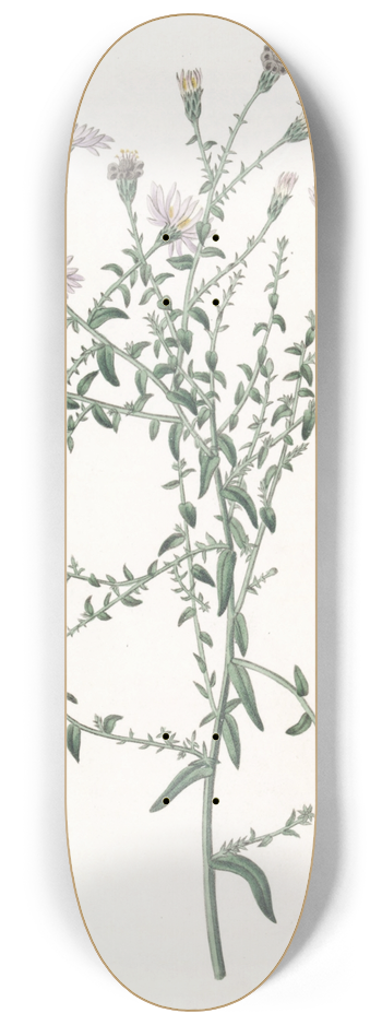 Sydenham Edwards - The Coris-leaved Starwort 8.25 inch art skate deck