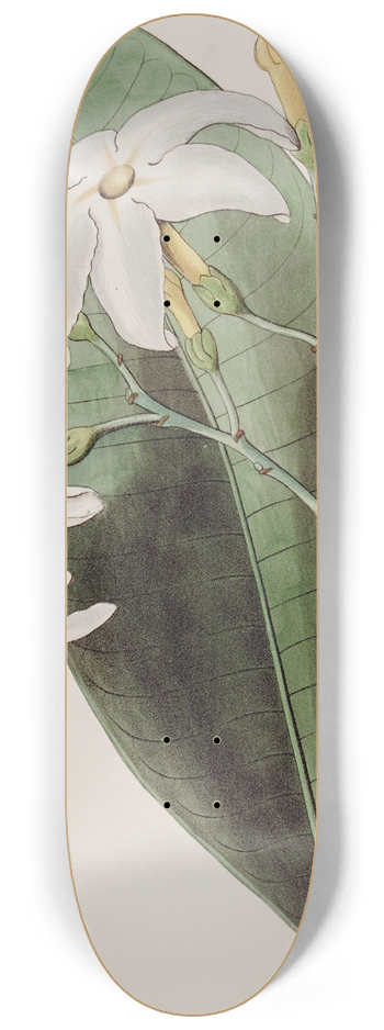 Sydenham Edwards - The Forked Tabernaemontana 8.25 inch art skate deck