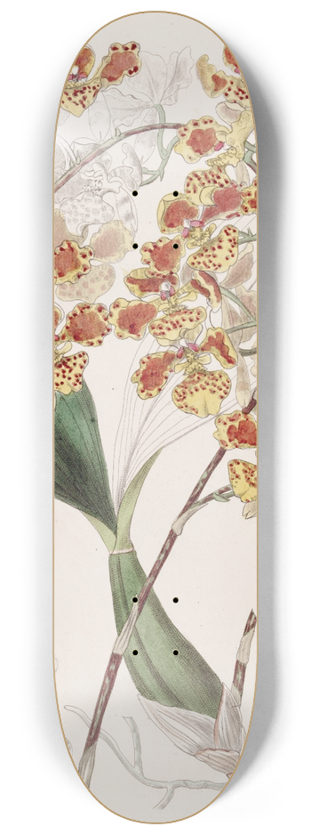 Sydenham Edwards - The Frilled Oncid 8.25 inch art skate deck