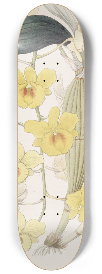 Sydenham Edwards - The Golden-arch Dendrobe 8.25 inch art skate deck