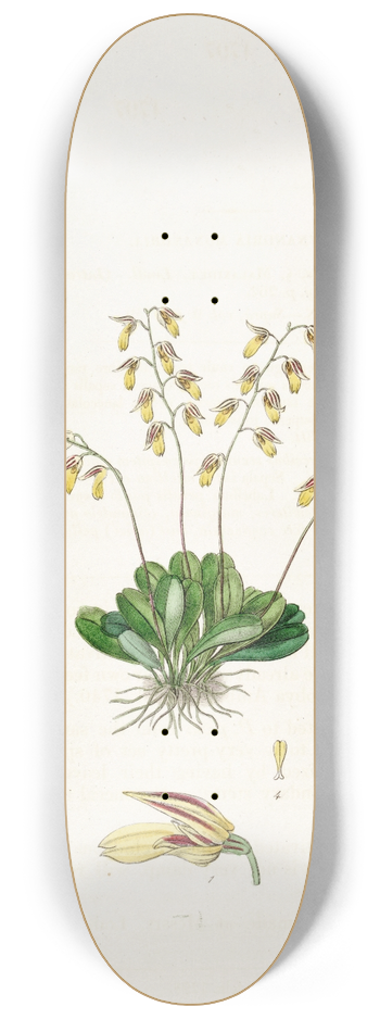 Sydenham Edwards - The Groby Pleurothallis 8.25 inch art skate deck