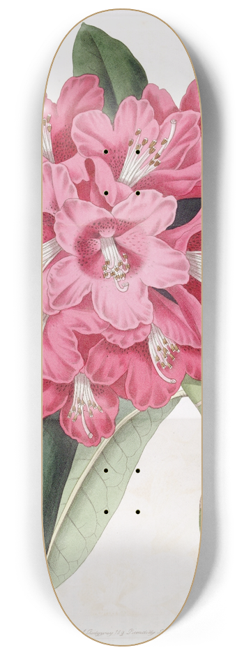 Sydenham Edwards - The Highclere Rhododendron 8.25 inch art skate deck