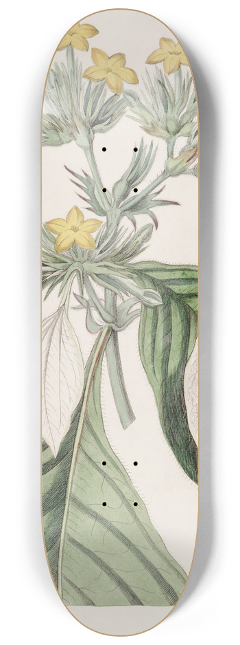 Sydenham Edwards - The large-leaved Mussaenda 8.25 inch art skate deck