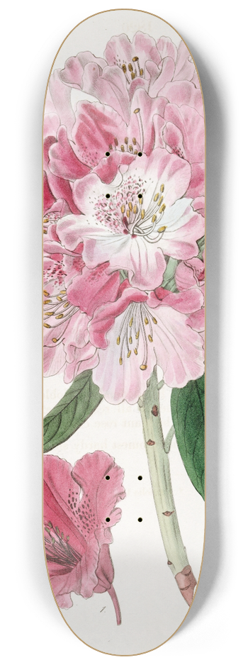 Sydenham Edwards - The lovely Rhododendron 8.25 inch art skate deck