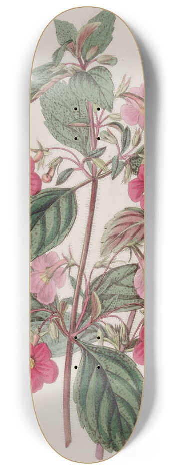 Sydenham Edwards - The Rose-coloured Achimenes 8.25 inch art skate deck