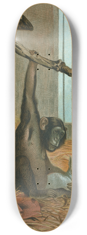 John George Wood - Chimpanzee. 8.25 inch art skate deck