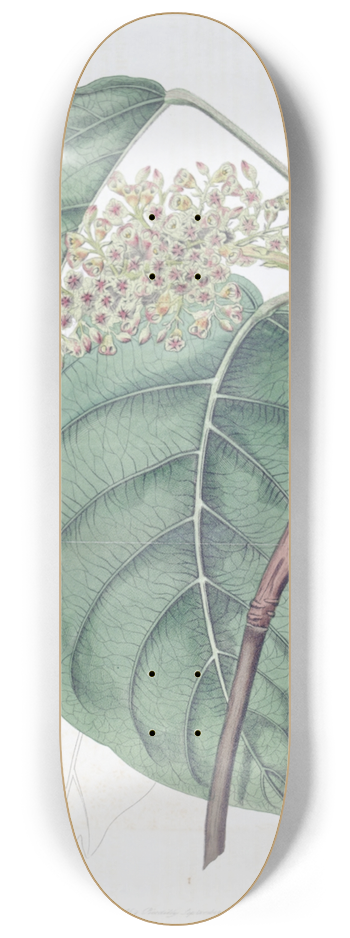 Sydenham Edwards - The Sierra Leone Tragacanth Tree 8.25 inch art skate deck