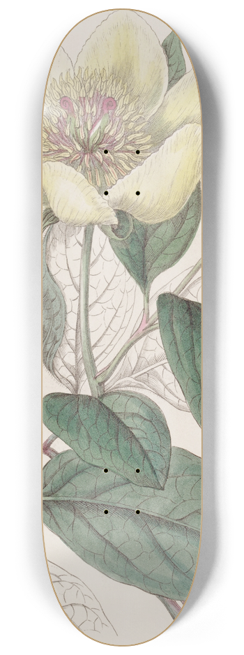Sydenham Edwards - The Yellow Paeony 8.25 inch art skate deck