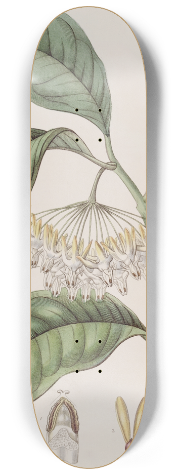 Sydenham Edwards - Thick-leaved Hoya 8.25 inch art skate deck