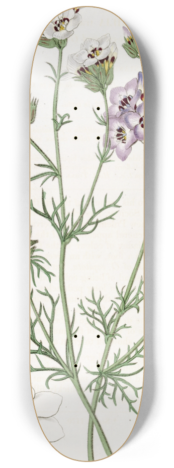 Sydenham Edwards - Three-coloured Gilia 8.25 inch art skate deck