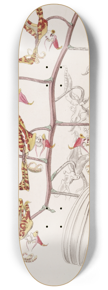 Sydenham Edwards - Three-coloured Spotted Gongora 8.25 inch art skate deck