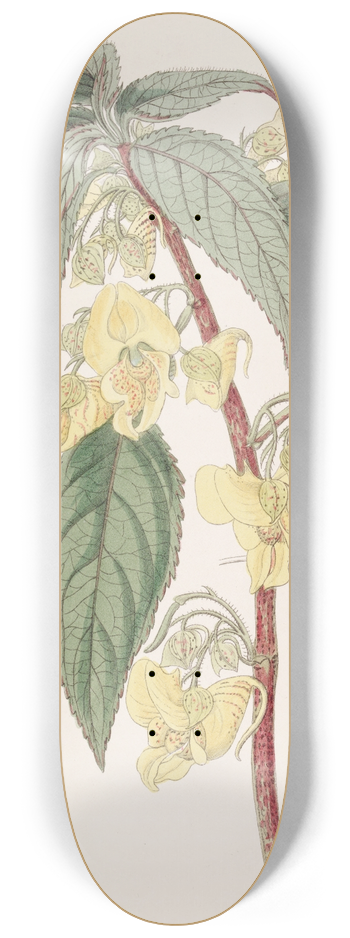 Sydenham Edwards - Three-horned Balsam 8.25 inch art skate deck