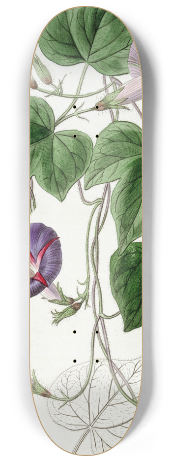 Sydenham Edwards - Three-lobed Convolvulus Major 8.25 inch art skate deck