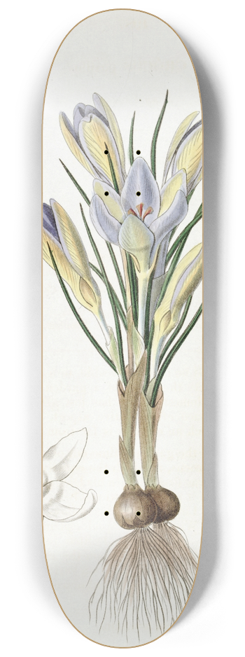 Sydenham Edwards - Tiny Crocus 8.25 inch art skate deck