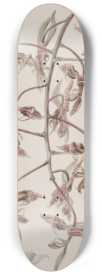 Sydenham Edwards - Toad-skinned Gongora 8.25 inch art skate deck