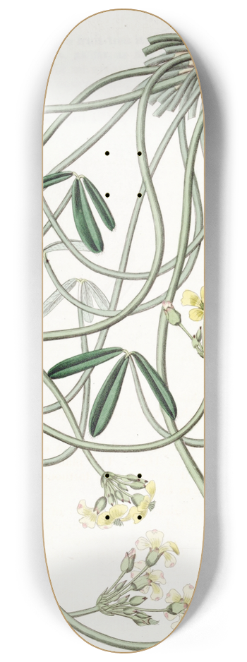 Sydenham Edwards - Tortuous Oxalis 8.25 inch art skate deck