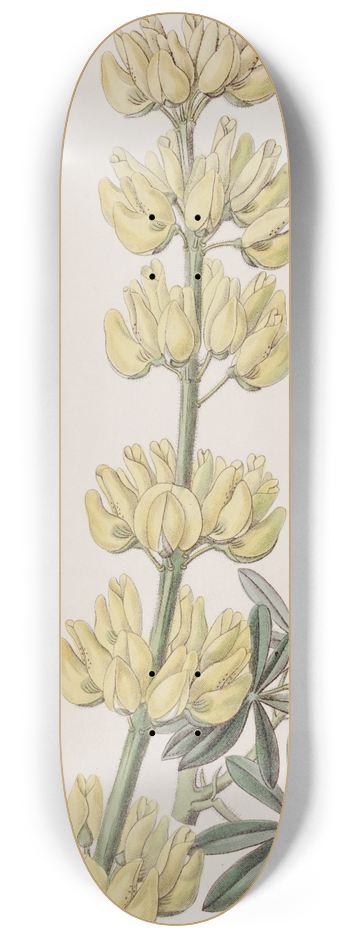 Sydenham Edwards - Tree Lupine 8.25 inch art skate deck