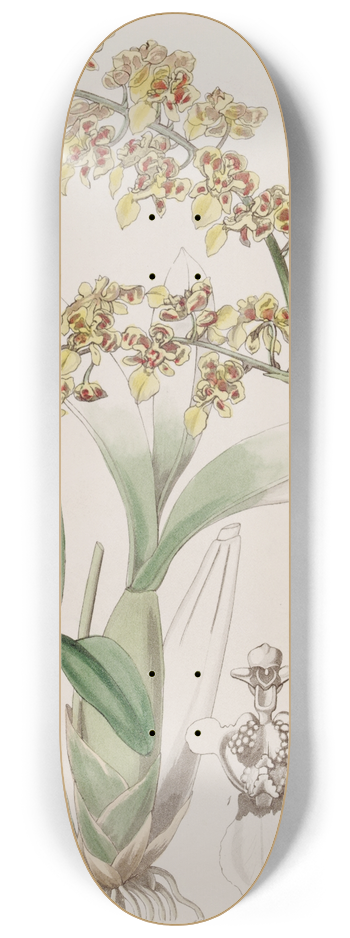 Sydenham Edwards - Trowel-lipped Oncidium 8.25 inch art skate deck