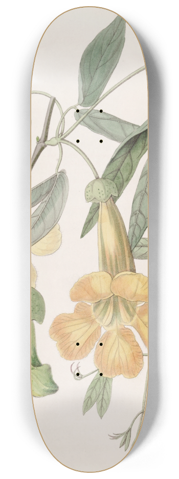 Sydenham Edwards - Tweedies Bignonia 8.25 inch art skate deck
