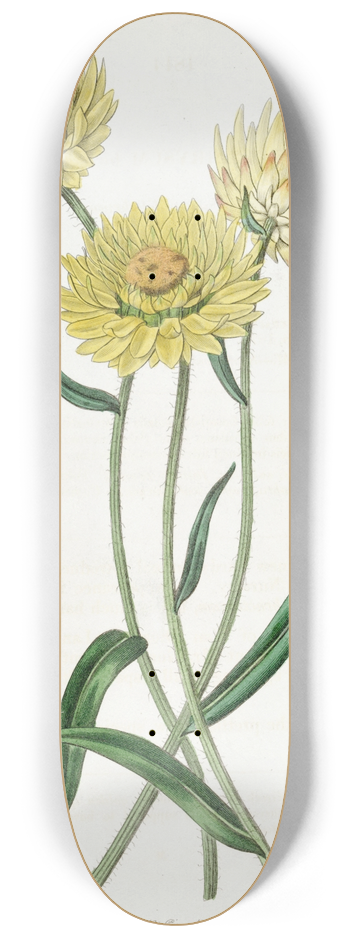 Sydenham Edwards - Two-coloured Elichrysum 8.25 inch art skate deck