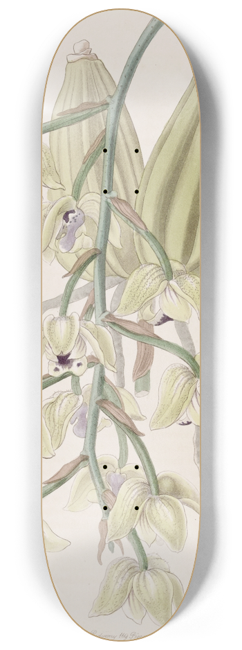 Sydenham Edwards - Two-coloured Lacaena 8.25 inch art skate deck