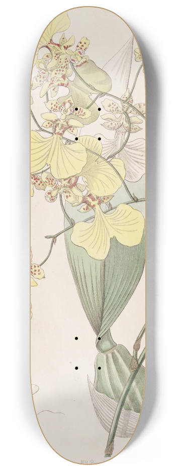 Sydenham Edwards - Two-coloured Oncidium 8.25 inch art skate deck