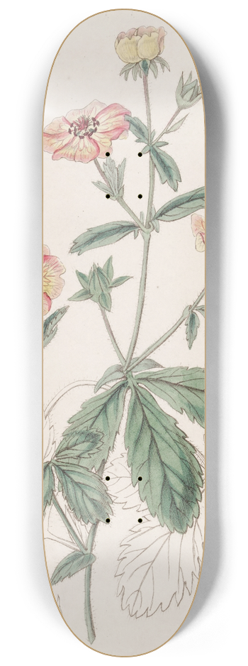 Sydenham Edwards - Two-coloured Potentil 8.25 inch art skate deck