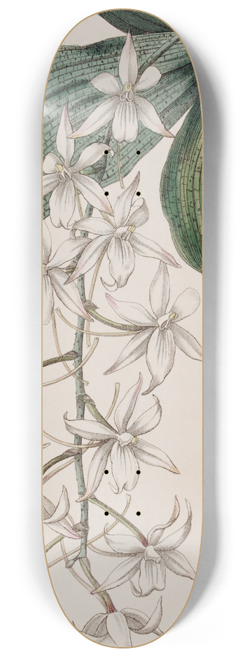 Sydenham Edwards - Two-lobed Angurek 8.25 inch art skate deck