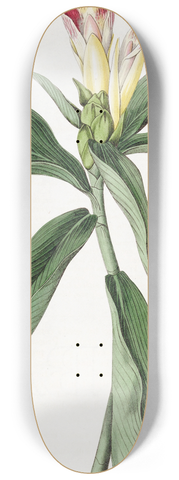 Sydenham Edwards - Variegated-flowered Costus 8.25 inch art skate deck