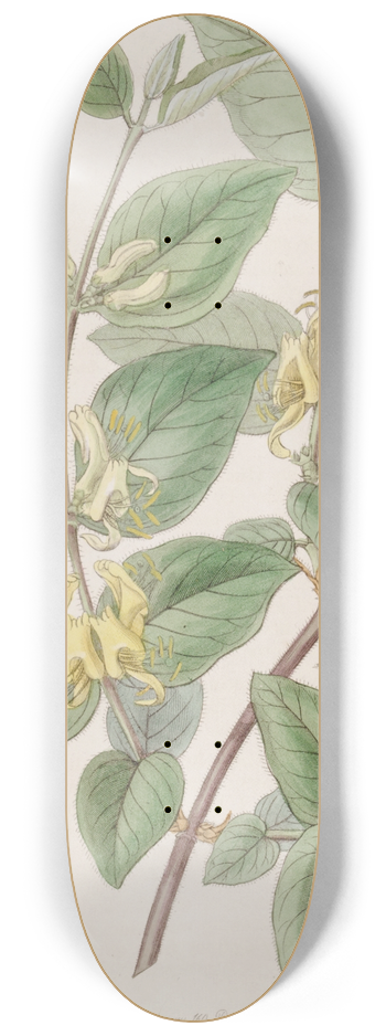 Sydenham Edwards - Various-leaved Fly Honeysuckle 8.25 inch art skate deck