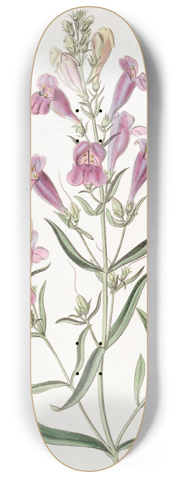 Sydenham Edwards - Various-leaved Pentstemon 8.25 inch art skate deck
