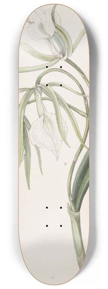 Sydenham Edwards - Vein-lipped Brasavola 8.25 inch art skate deck