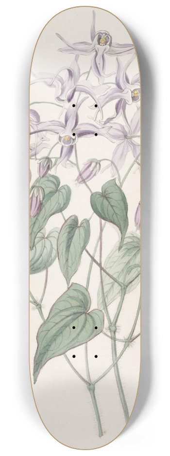 Sydenham Edwards - Violet Epimedium 8.25 inch art skate deck