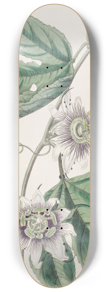 Sydenham Edwards - Warted Passion-flower 8.25 inch art skate deck