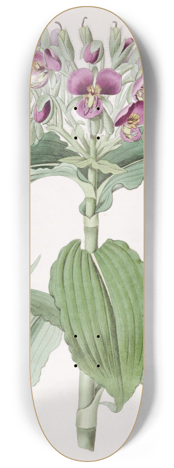 Sydenham Edwards - Waved-leaved Spiderwort 8.25 inch art skate deck