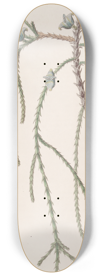 Sydenham Edwards - Weeping Arbor Vitae 8.25 inch art skate deck