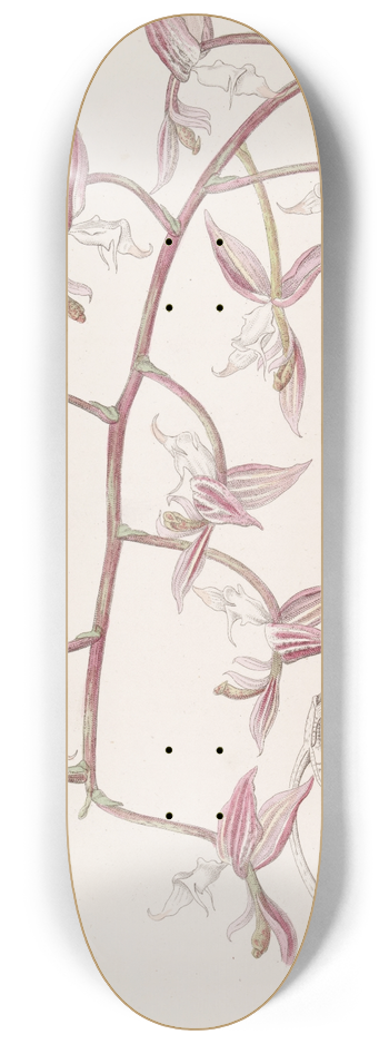 Sydenham Edwards - White-lipped, toad-skinned Gongora 8.25 inch art skate deck