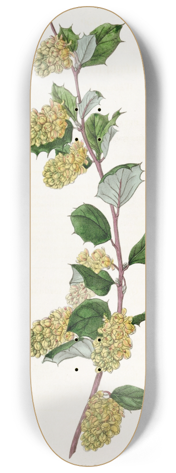Sydenham Edwards - Whitened Barberry 8.25 inch art skate deck