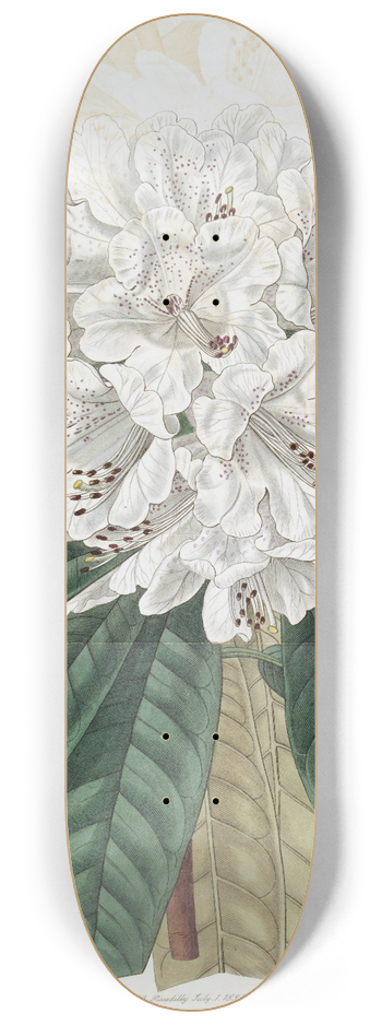 Sydenham Edwards - White Tree Rhododendron 8.25 inch art skate deck