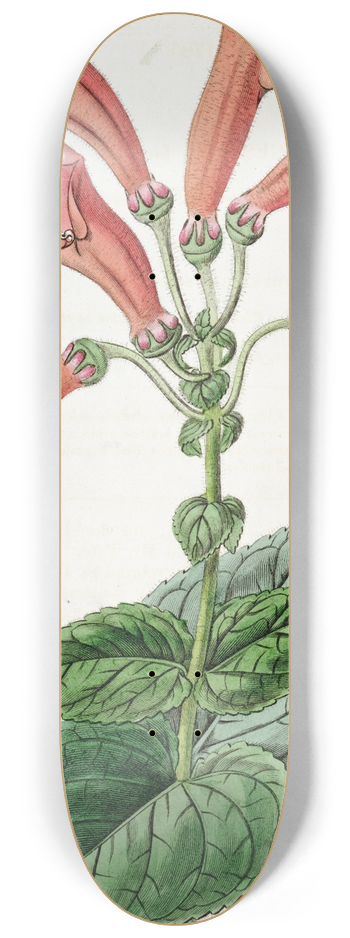 Sydenham Edwards - Wide-mouthed Gesnera 8.25 inch art skate deck