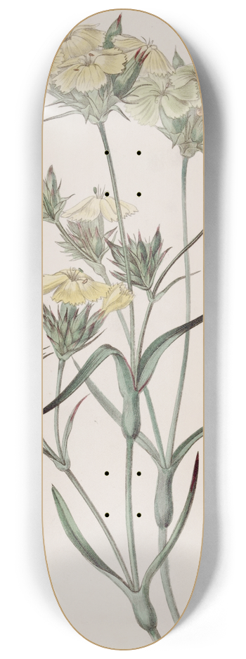 Sydenham Edwards - Yellow Pink 8.25 inch art skate deck